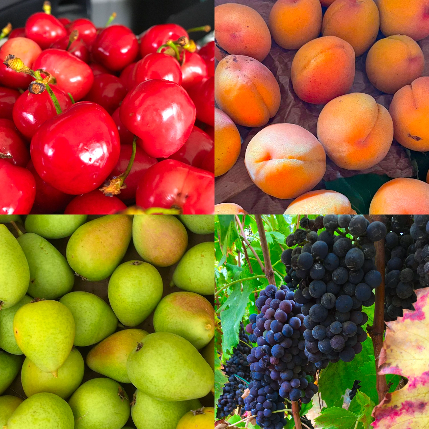Frutta di Stagione